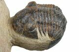 Curled Corynexochid (Paralejurus) Trilobite - Lghaft, Morocco #254546-3